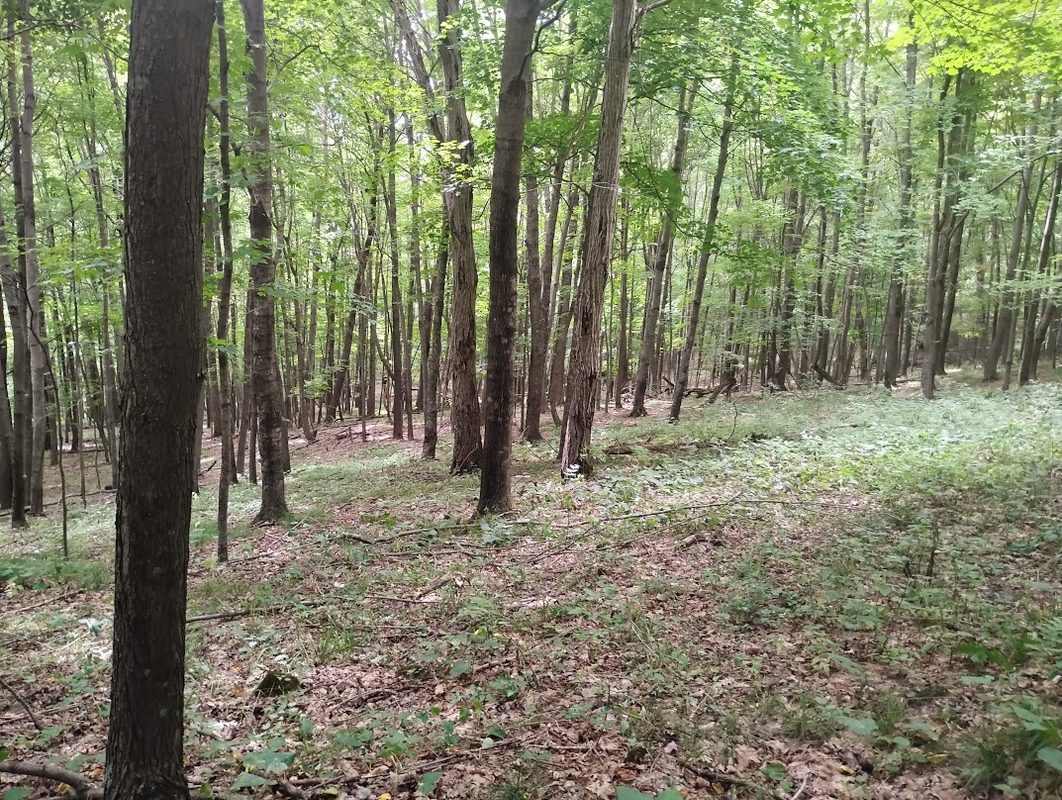0 1130th Avenue, Colfax WI 54730 - Land house for sale - MLS #1606327 - image5