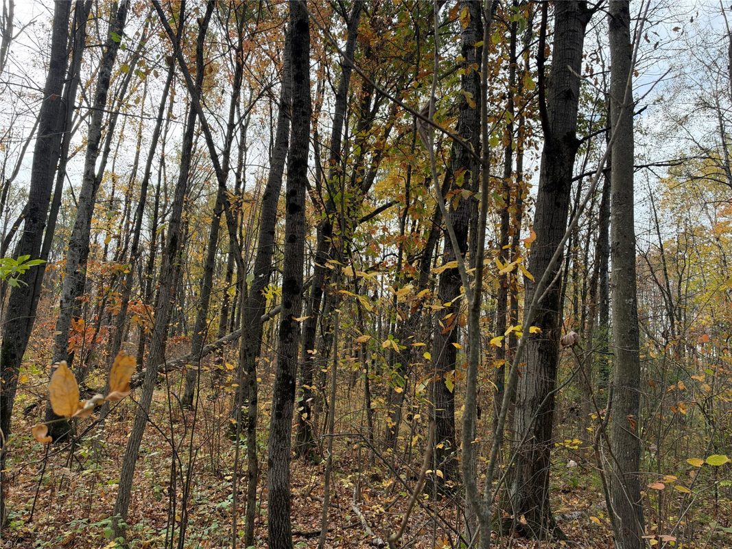 OOO RICHFIELD WOOD ROAD, Arpin WI 54410 - Land house for sale - MLS #1605936 - image38