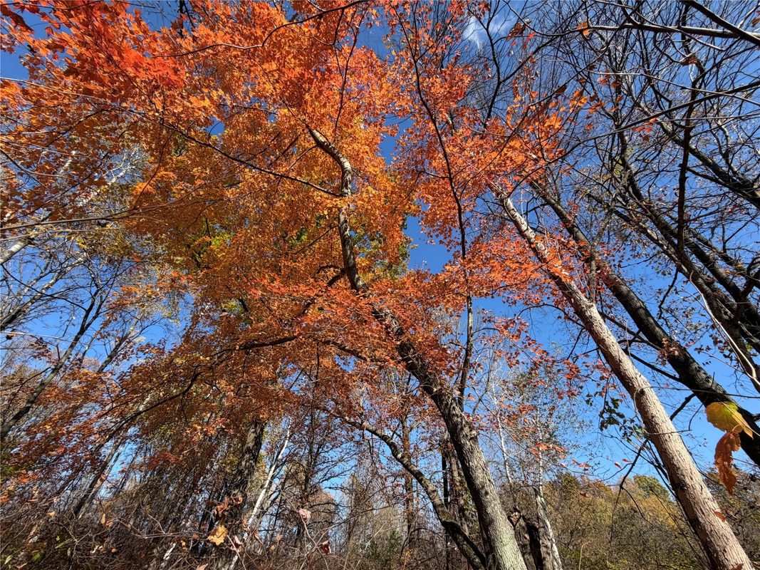 OOO RICHFIELD WOOD ROAD, Arpin WI 54410 - Land house for sale - MLS #1605936 - image45
