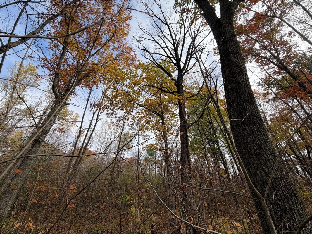 OOO Richfield Wood Road, Arpin WI 54410 - Land house for sale - MLS #1605936 - image33