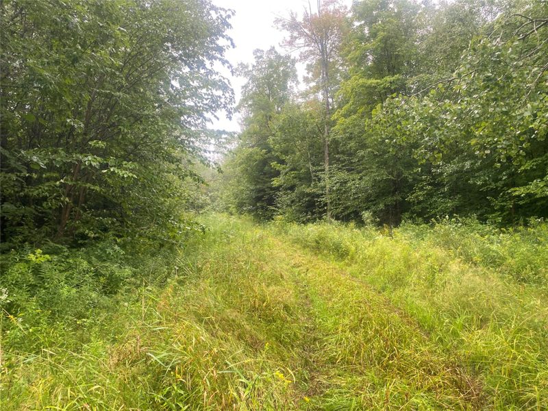 Near Timber Road