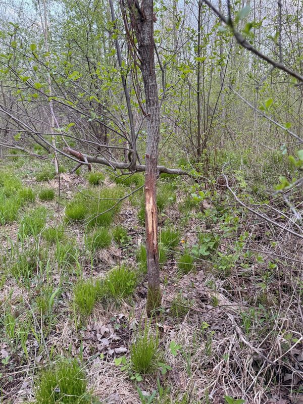 27.6 Acres off Helena Drive, Conrath WI 54731 - Land house for sale - MLS #1605499 - image10
