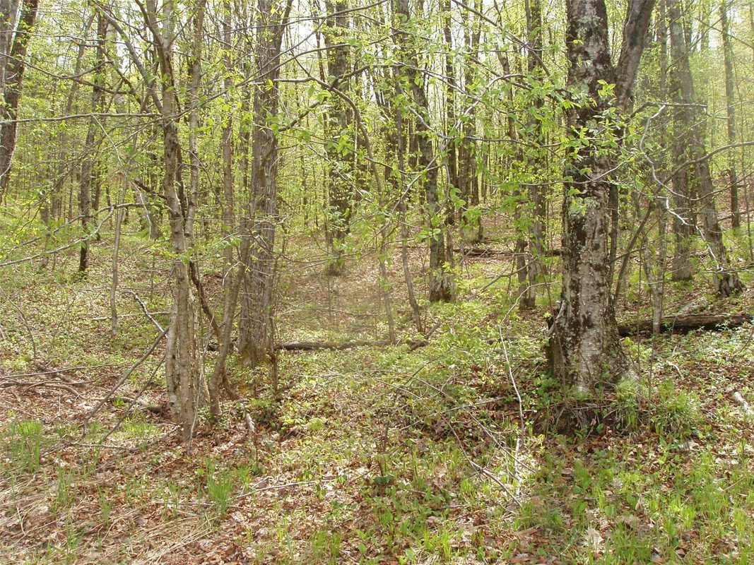 N16473 Patterson Lake Road, Park Falls WI 54552 - Land house for sale - MLS #1603551 - image2