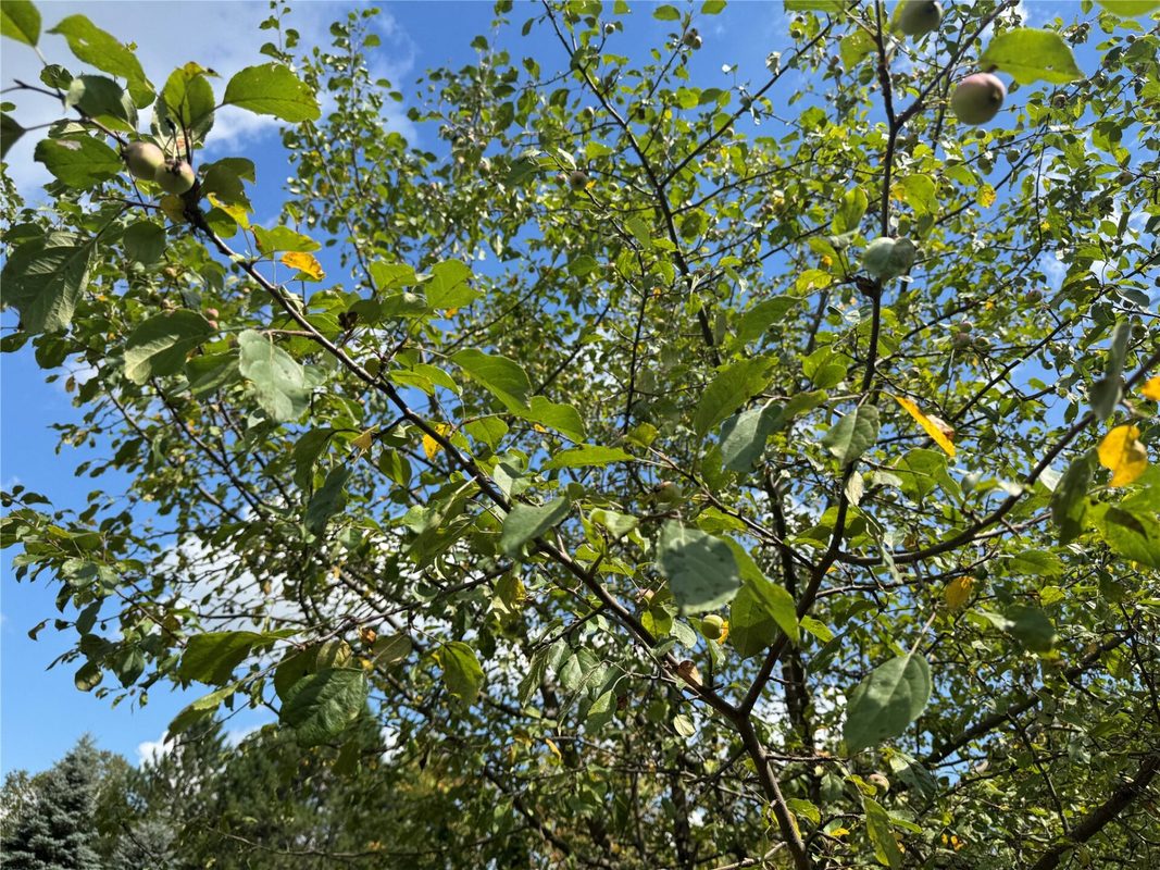 900 County Road A, Tomahawk WI 54487 - Land house for sale - MLS #1604619 - image15