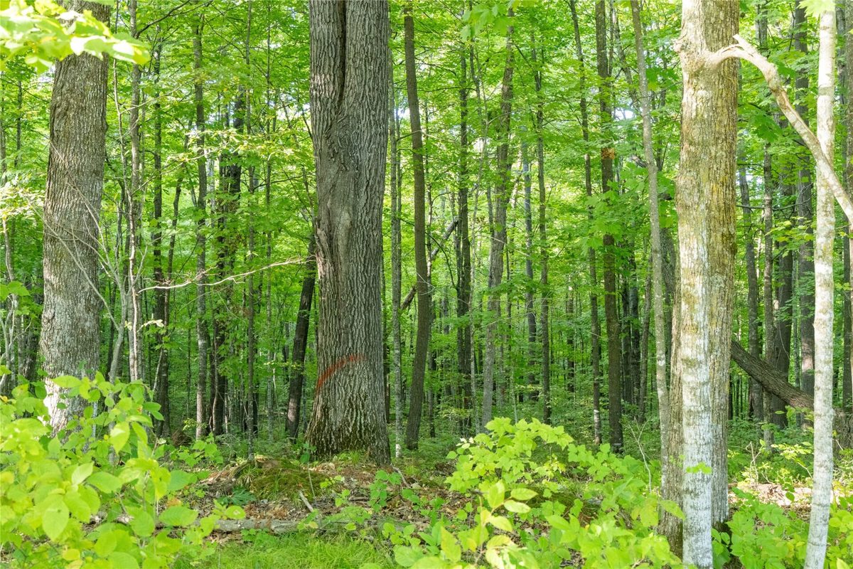 38.2 Acres Vierck Lane, Exeland WI 54835 - Land house for sale - MLS #1605286 - image15
