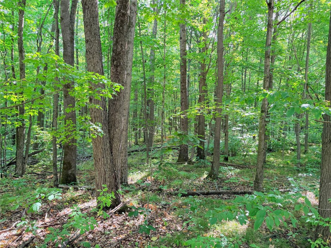 30 Acres County Highway X, Glen Flora WI 54526 - Land house for sale - MLS #1605967 - image23