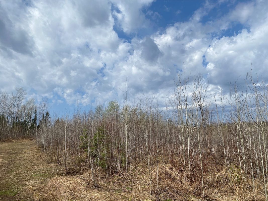 Near Wilson Lake Road Phillips WI 54555 — photo 4