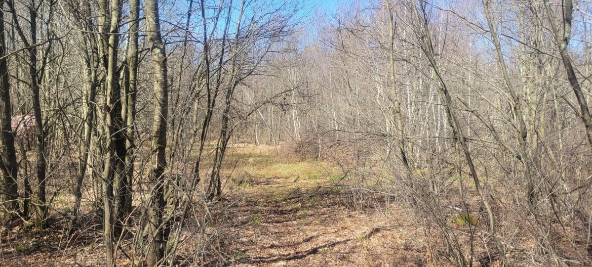 W14103 County P Highway, Taylor WI 54659 - Land house for sale - MLS #1600415 - image10