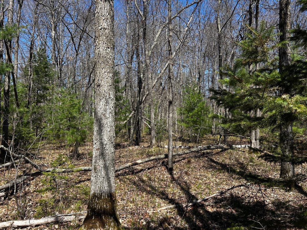 Lots 5 & 6 State Highway 70, Spooner WI 54801 - Land house for sale - MLS #1604806 - image7