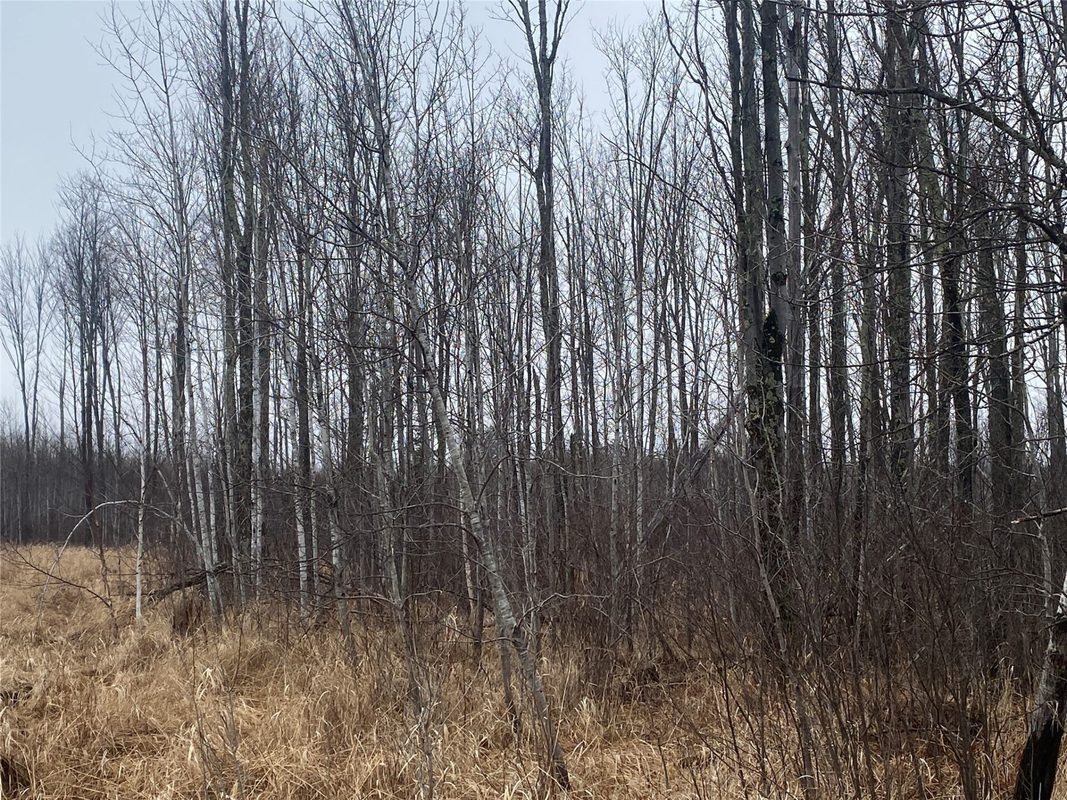 ON Shauger Road, Ogema WI 54459 - Land house for sale - MLS #1600555 - image3