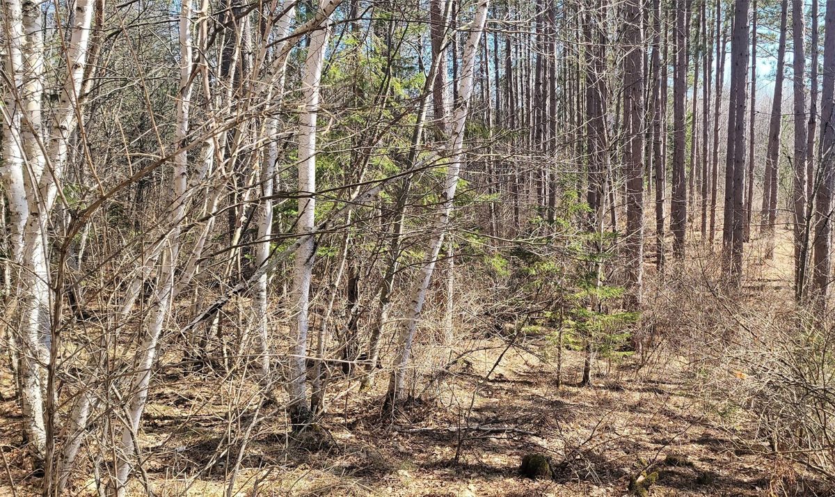 On Hunter Lake Road, Winter, WI — photo 4