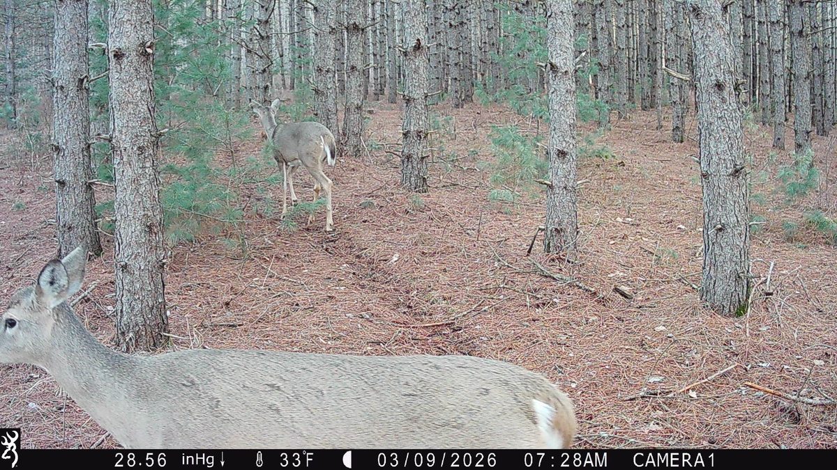 TBD 20 Acres 630th Street Colfax WI 54730 — photo 31