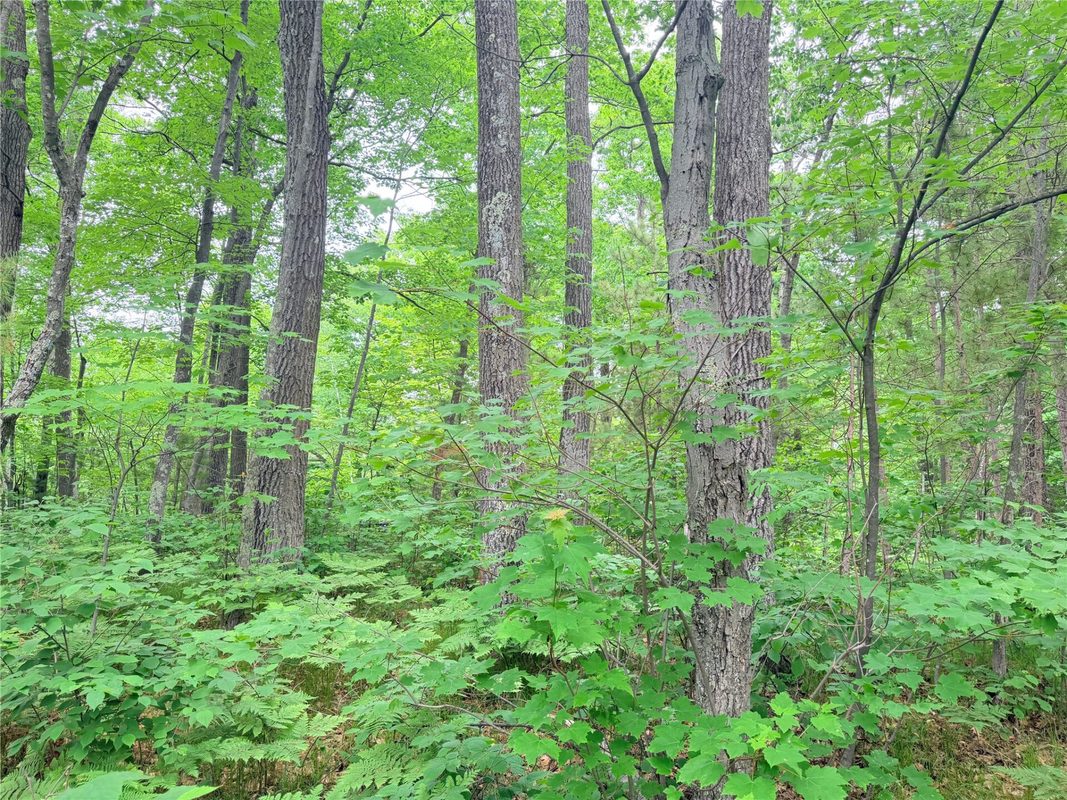 0 Schultz Lane, Stone Lake WI 54876 - Land house for sale - MLS #1601955 - image4