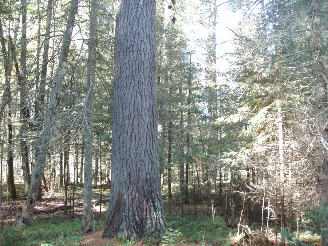 N15671 Evergreen Road, Park Falls WI 54552 - Land house for sale - MLS #1599623 - image9