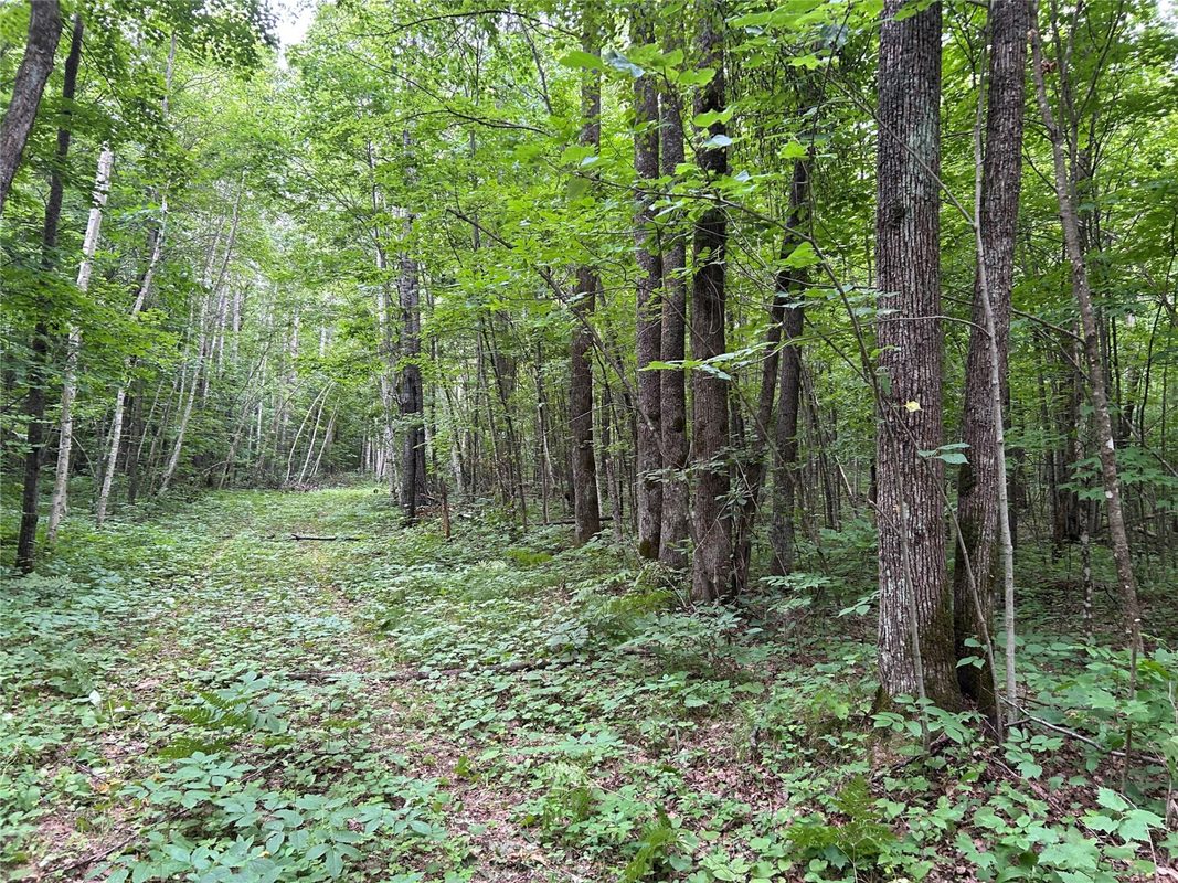 On Strabel Road, Stone Lake WI 54876 - Land house for sale - MLS #1604177 - image4
