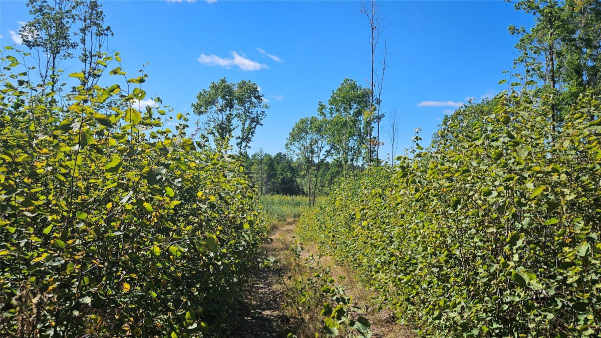 1-7 Larson Road, Hayward WI 54843 - Land house for sale - MLS #1605167 - image3