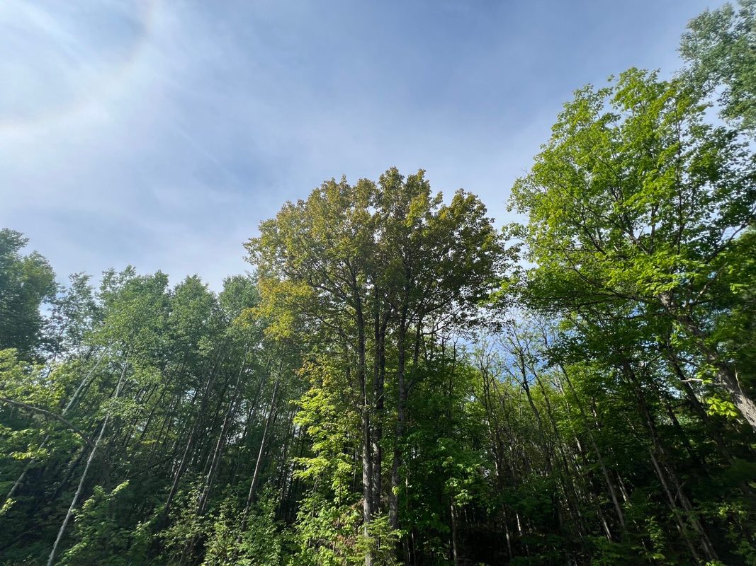 7151 County Road A, Solon Springs WI 54873 - Land house for sale - MLS #1602028 - image15