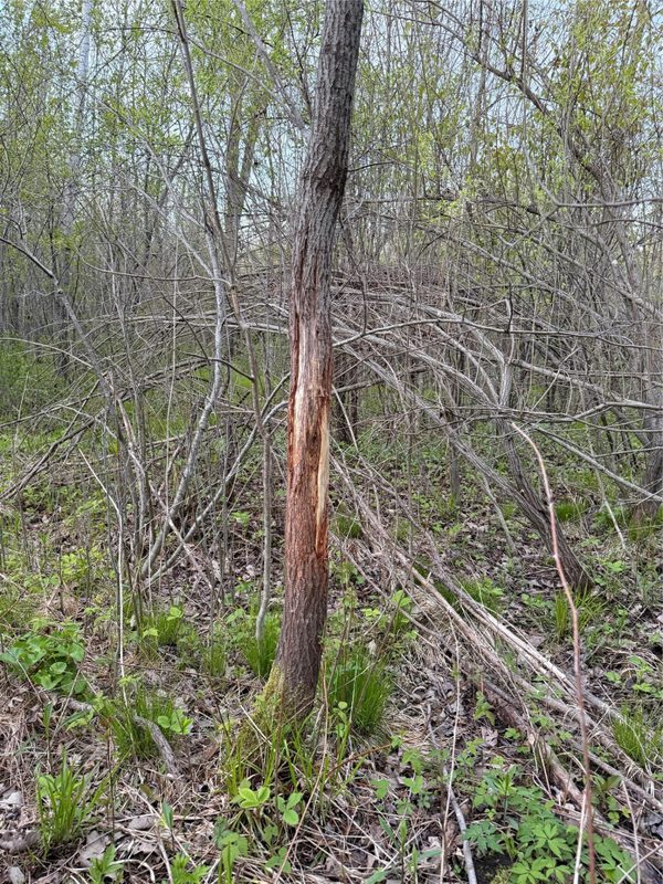 27.6 Acres off Helena Drive, Conrath WI 54731 - Land house for sale - MLS #1605499 - image16
