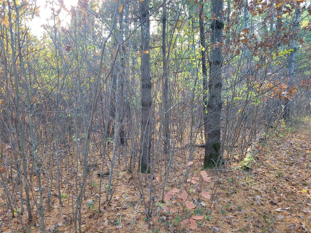 N10835 Kovar Road, Merrillan WI 54741 - Land house for sale - MLS #1606219 - image14