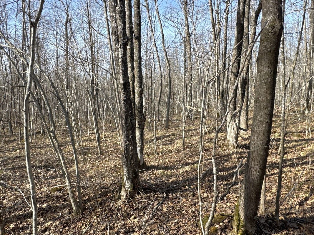 9618 W Mile Road Ladysmith WI 54848 — photo 28