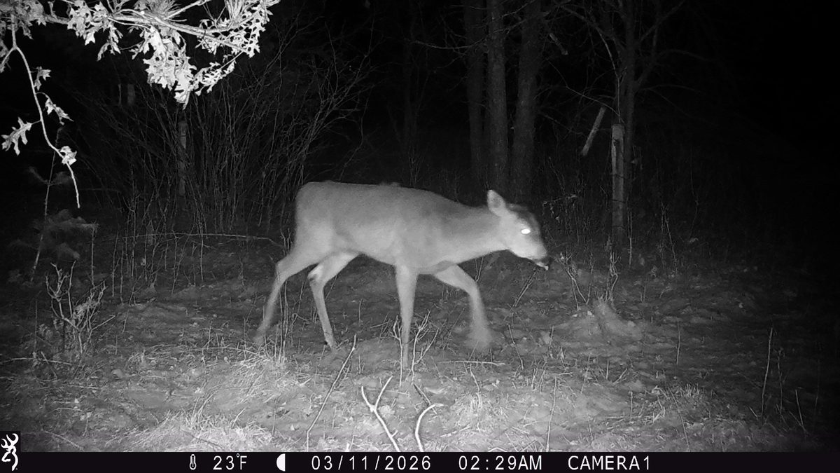 TBD 20 Acres 630th Street Colfax WI 54730 — photo 26