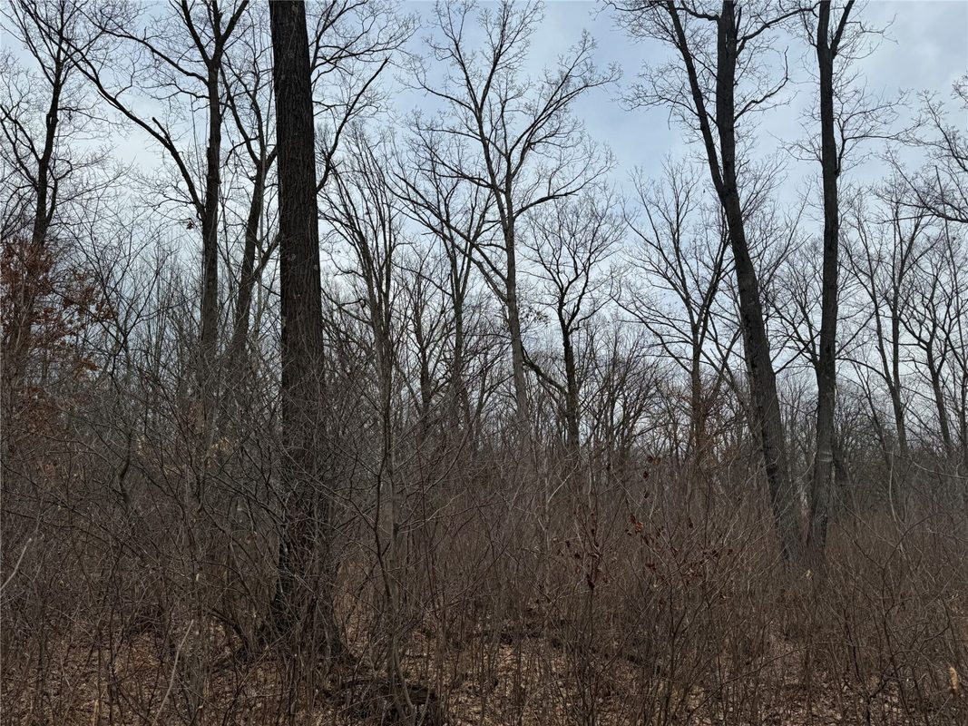 OOO MAPLE Granton WI 54436 — photo 5