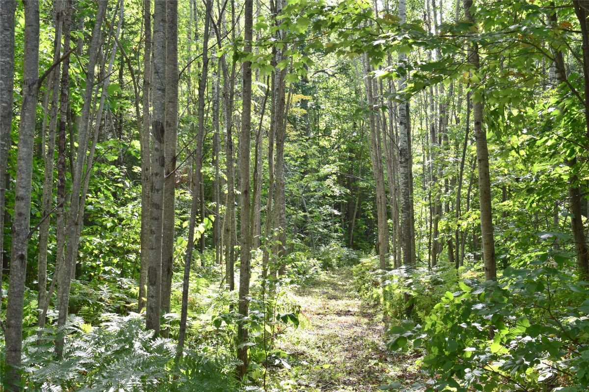 26615 Star Route Road, Bayfield WI 54814 - Land house for sale - MLS #1604800 - image31