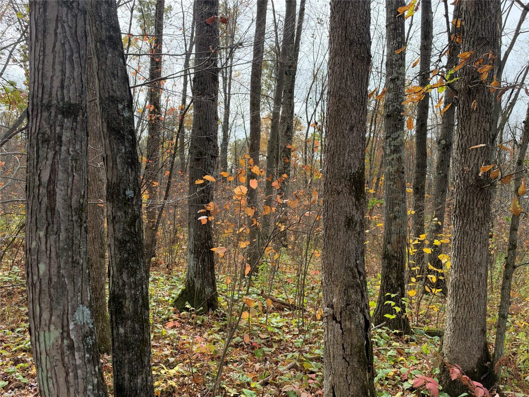 OOO Richfield Wood Road, Arpin WI 54410 - Land house for sale - MLS #1605936 - image36
