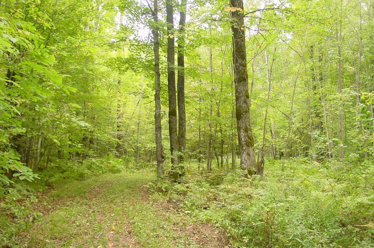 N5391 Hwy. 73, Ingram WI 54526 - Residential house for sale - MLS #1604886 - image34