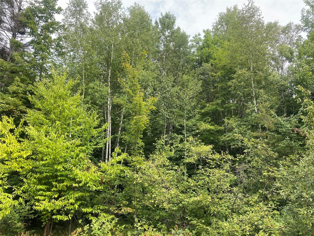 ON Maple Ridge Road Park Falls WI 54552 — photo 2