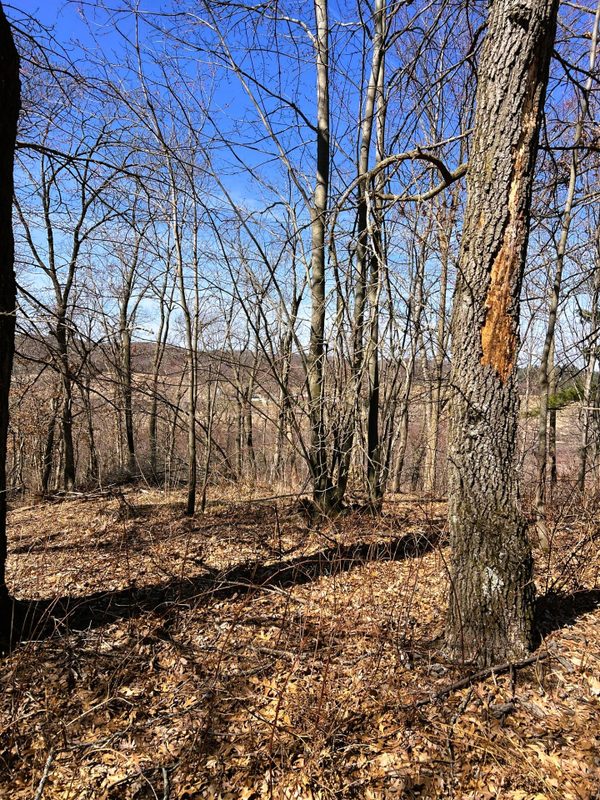 000 Pete Coulee Road, Taylor, WI — photo 18