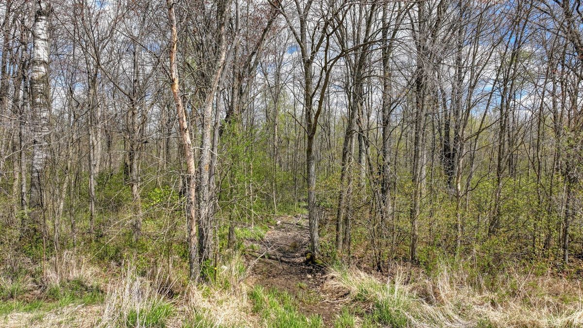 27.6 Acres off Helena Drive, Conrath WI 54731 - Land house for sale - MLS #1605499 - image17