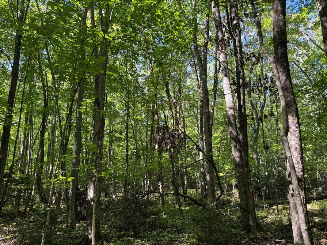 OOO County Road L, Merrill WI 54452 - Land house for sale - MLS #1605059 - image28