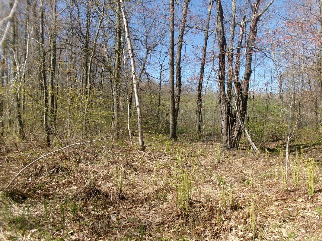 Tax ID 35410 Moody Lake Road, Sarona WI 54870 - Land house for sale - MLS #1601029 - image11
