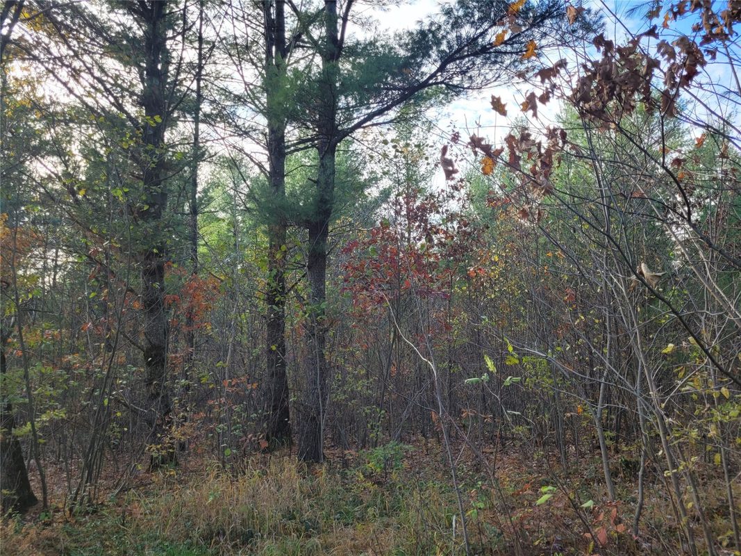 N10835 Kovar Road, Merrillan WI 54741 - Land house for sale - MLS #1606219 - image10