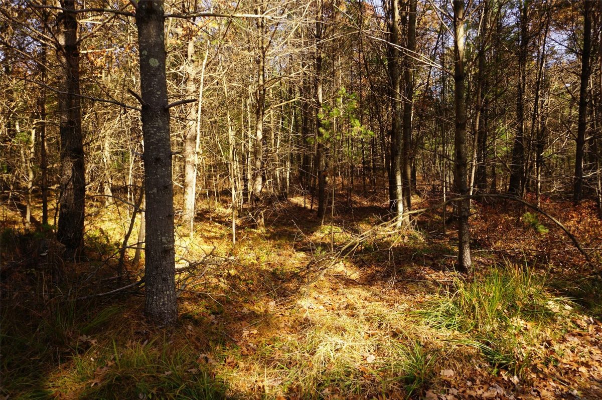Lot 6 County Rd J, Neillsville WI 54456 - Land house for sale - MLS #1606165 - image8
