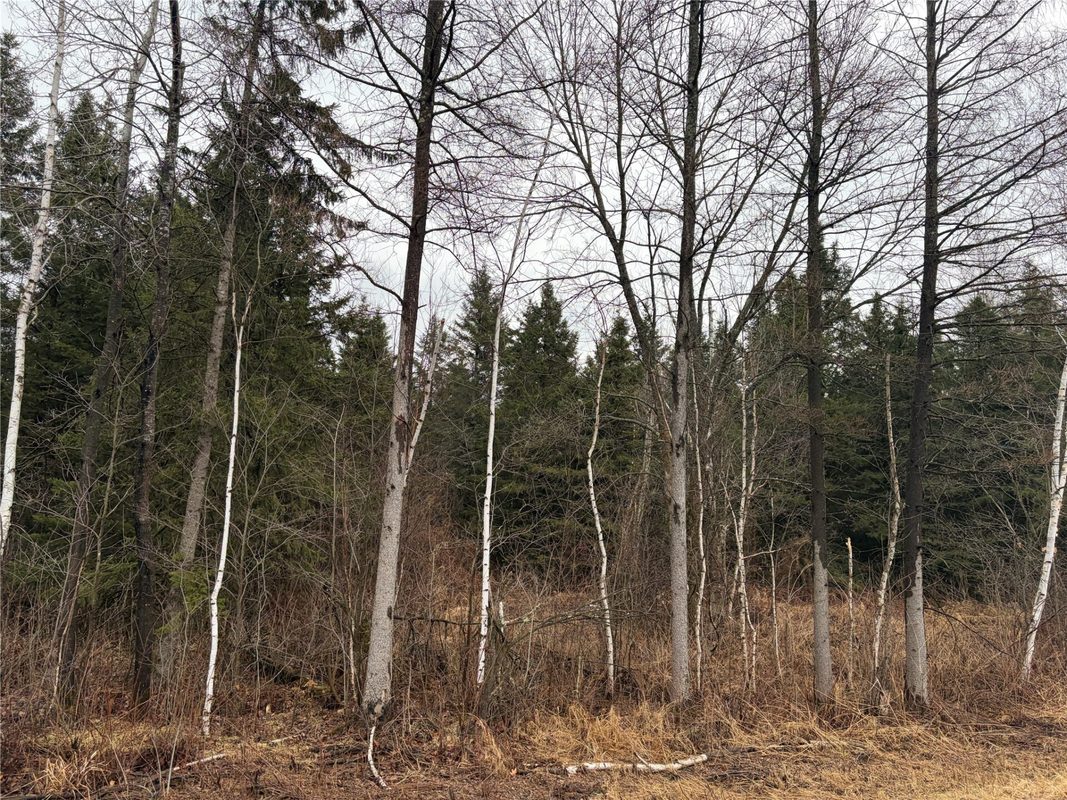 ON Sheep Camp Road Ladysmith WI 54848 — photo 3