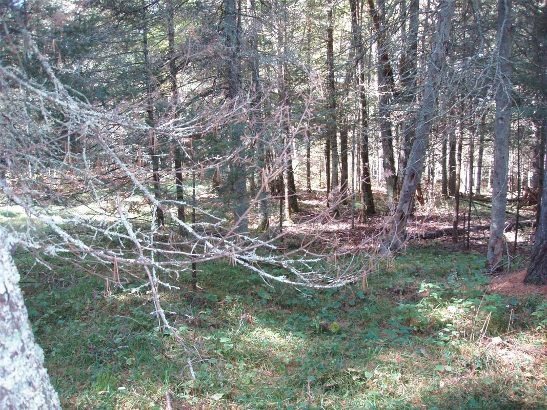 N15671 Evergreen Road, Park Falls WI 54552 - Land house for sale - MLS #1599623 - image10