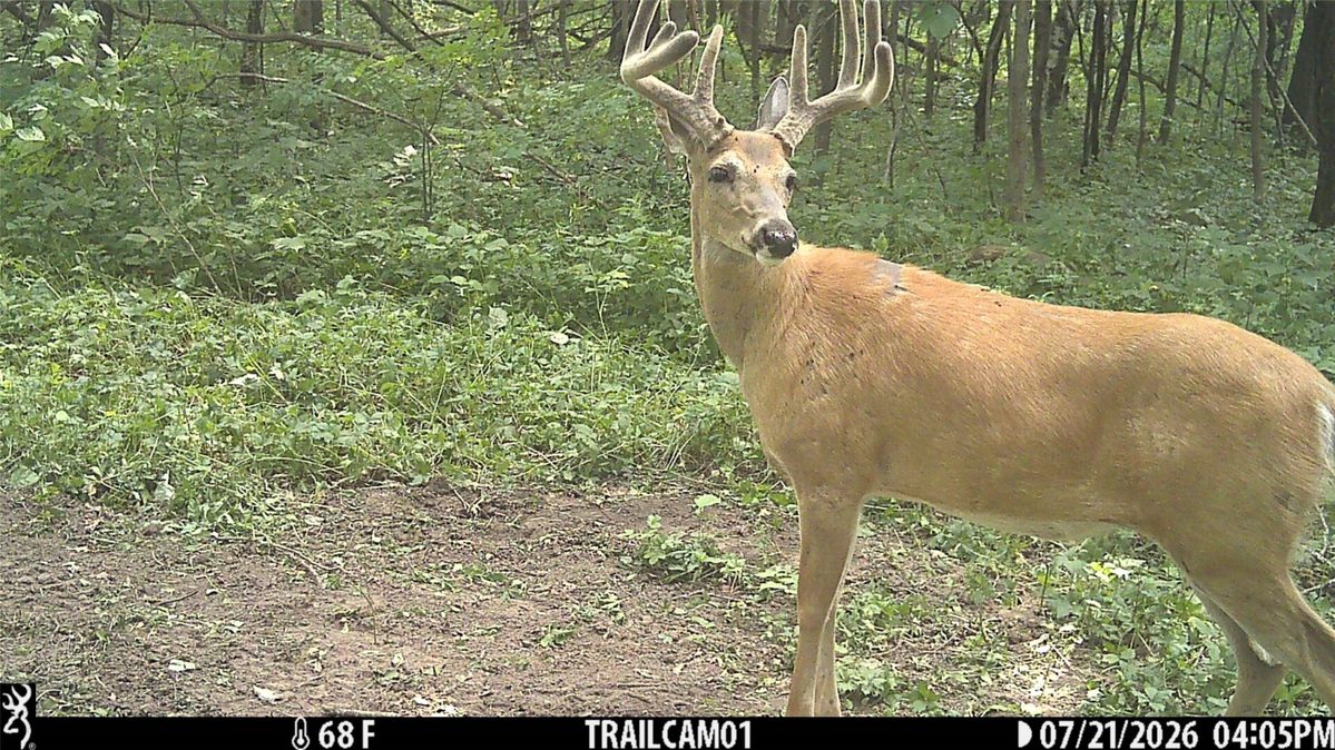15.01 Acres 160th Avenue, Maiden Rock WI 54750 - Land house for sale - MLS #1604580 - image3
