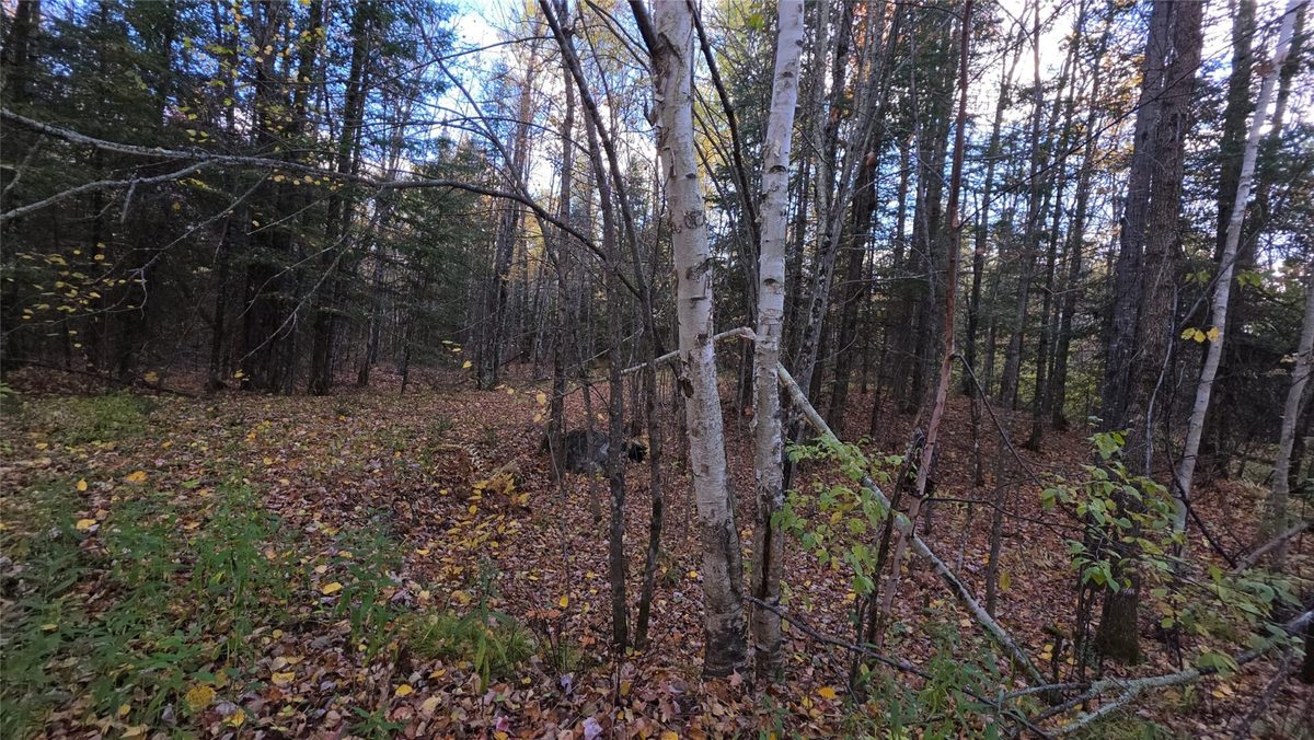 7953N Blaisdell Lake Road, Winter WI 54896 - Residential house for sale - MLS #1606033 - image39
