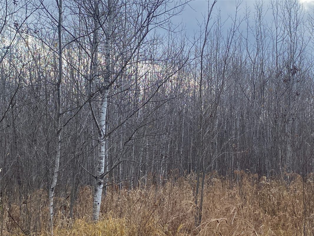 Near Timber Road Catawba WI 54515 — photo 3