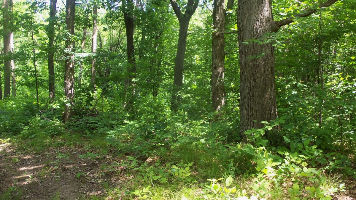 XXX Bashaw Store Road, Shell Lake WI 54871 - Land house for sale - MLS #1603494 - image32