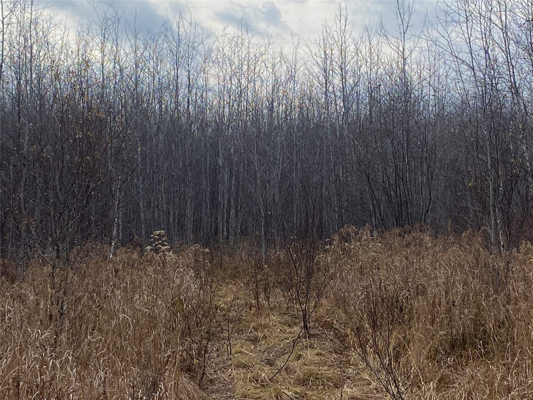 Near Timber Road Catawba WI 54515 — photo 7