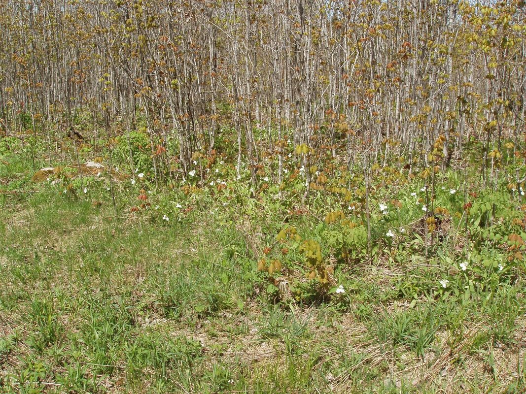 120 +/- Acres Off County Highway N, Glidden WI 54527 - Land house for sale - MLS #1601094 - image14