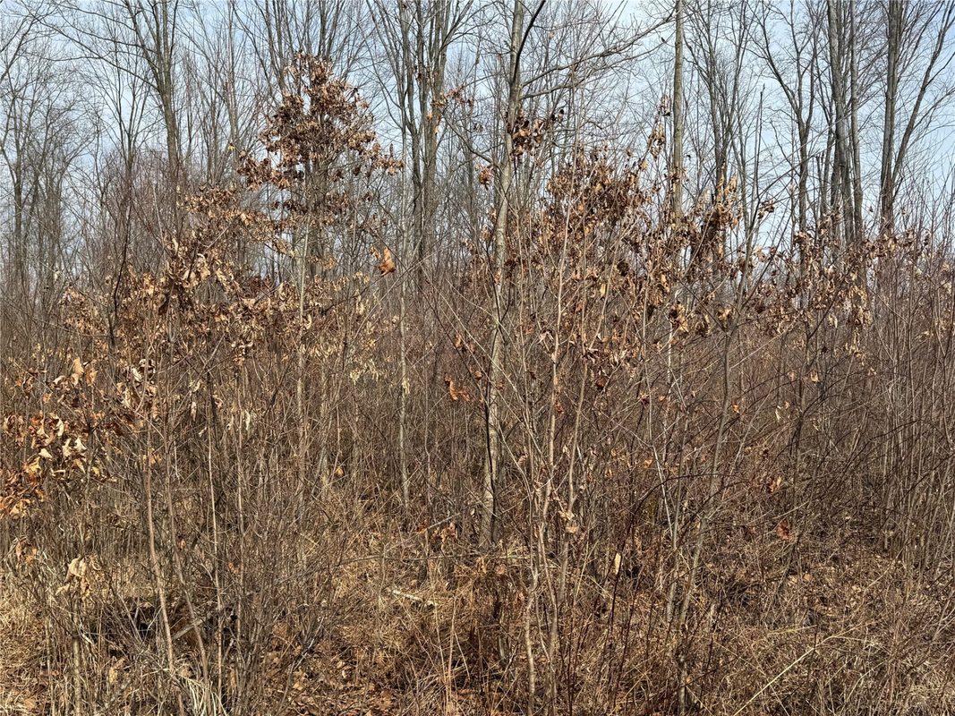 OOO MAPLE Granton WI 54436 — photo 26
