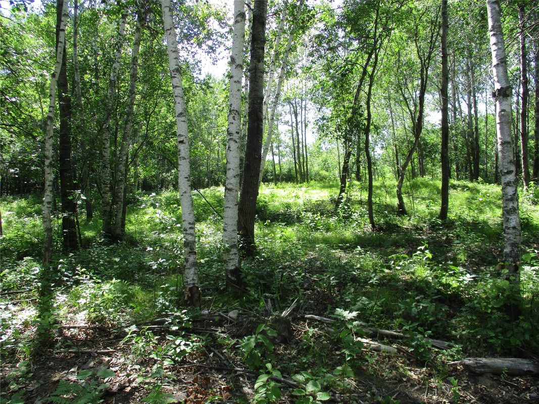 Lots #16 & #17 Eden Avenue, Birchwood WI 54817 - Land house for sale - MLS #1603094 - image2