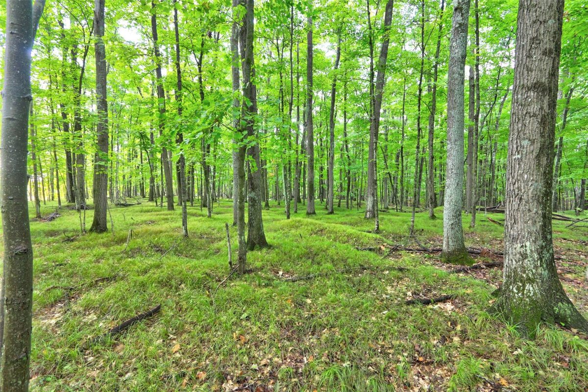 0 Twin Lake Road, Hayward WI 54843 - Land house for sale - MLS #1605254 - image7