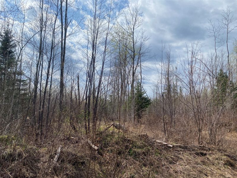 Near Wilson Lake Road