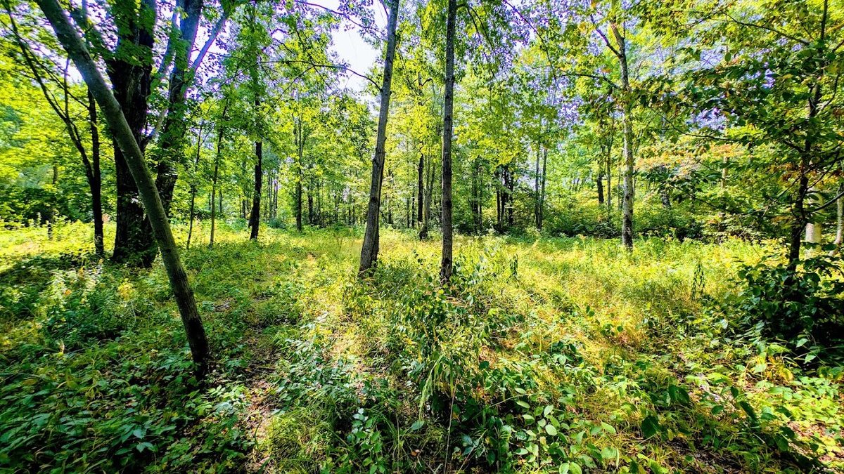 W8185 County Road J, Ladysmith WI 54848 - Land house for sale - MLS #1604406 - image28