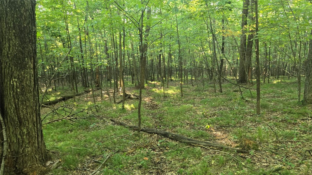 W02 State Highway 64, Colfax WI 54730 - Land house for sale - MLS #1604529 - image13